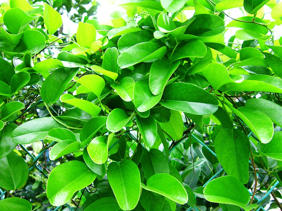 ย่านาง